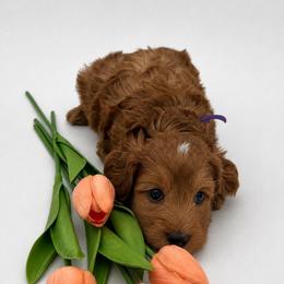 Georgia - Red female Australian Labradoodle puppy in Denton, Texas from Dignity Labradoodles