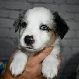 Miniature Australian Shepherd Puppies from B my Sunshines Mini Aussies