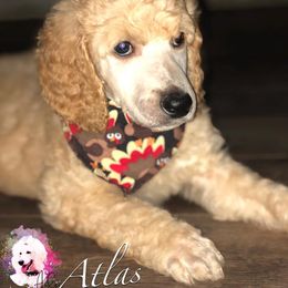Poodle Puppies from Aglow Standard Poodles
