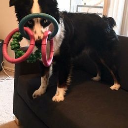 Miniature Australian Shepherd and Toy Australian Shepherd All Grown Up from 2Lazy2P Mini Aussies