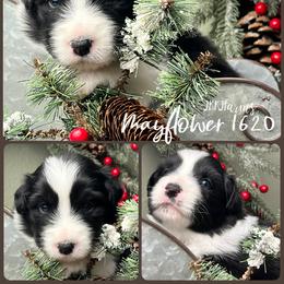 (5) Mayflower 1620 - Black tri-color female Australian Shepherd puppy in Huntington, Texas from JKKJ Farms