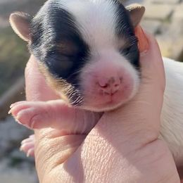 Biewer Terrier Puppies from Petit Bijou