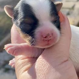 Biewer Terrier Puppies from Petit Bijou