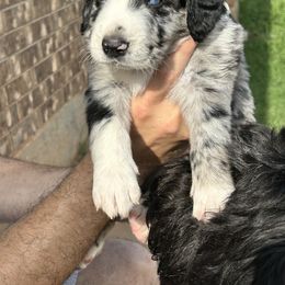 Aussiedoodle Puppies from Royal Paw Aussiedoodles