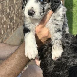 Aussiedoodle Puppies from Royal Paw Aussiedoodles