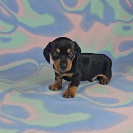 Dachshund Puppies from Newbern's Nuggets