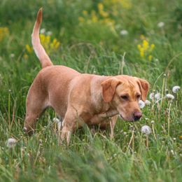 Puck - Labrador Retriever