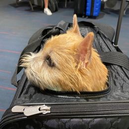 Norwich Terrier Puppies from Alegria Norwich Terriers