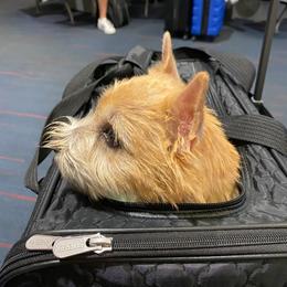 Norwich Terrier Puppies from Alegria Norwich Terriers