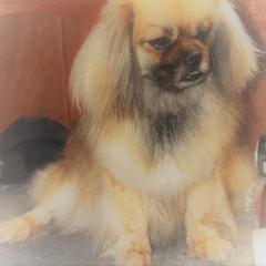 Tibetan Spaniel Puppies from Runningbrook