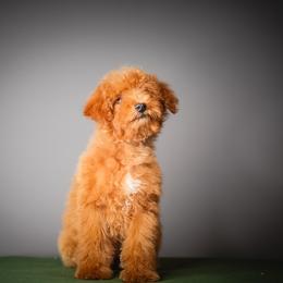 Ridge - Red male Bernedoodle puppy in Caldwell, Idaho from Boise Doodle Co.