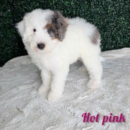 Hot pink girl - Merle female Bernedoodle puppy in Modesto, California from Two Doods Doodles
