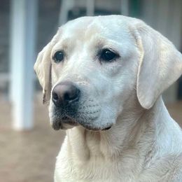 Henley - Labrador Retriever