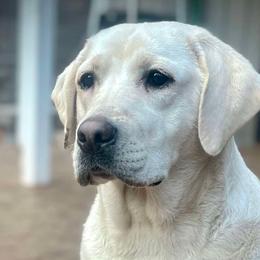 Henley - Labrador Retriever