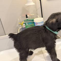 Standard Schnauzer Puppies from Dragos Kennel
