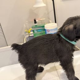 Standard Schnauzer Puppies from Dragos Kennel