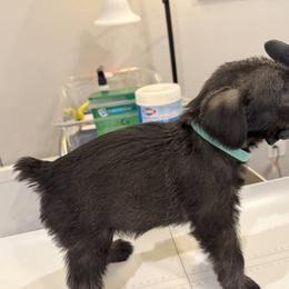 Standard Schnauzer Puppies from Dragos Kennel