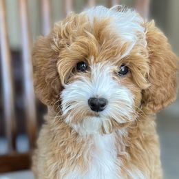 Goldendoodles from Greenfield Goldendoodles