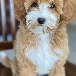 Goldendoodles from Greenfield Goldendoodles