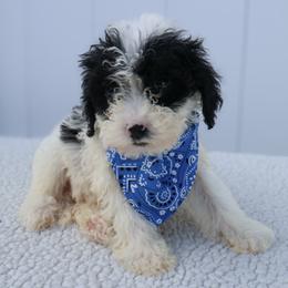 Oreo - White male Cavapoo puppy in Apopka, Florida from Rae Precious Puppies