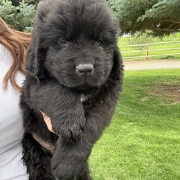 John wayne - Black male Newfoundland puppy in Buhl, Idaho from Blue Heart Kennel