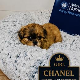 Chanel - Tricolor female Shih Tzu puppy in Athens, Georgia from Imperial Shih Tzu