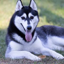 Khaleesi - Black and white female Siberian Husky puppy in North Miami, Florida from Kardrovi Siberians