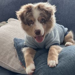 Australian Shepherds, Miniature American Shepherds, and Miniature Australian Shepherds from Andover Aussies