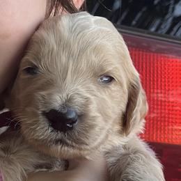 Princess - Cream female Goldendoodle puppy in Cameron Park, California from Silkie Doodles
