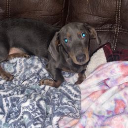 Little boy - Blue and tan male Dachshund puppy in Jackson, Tennessee from R&J  Mini Doxie’s of the South