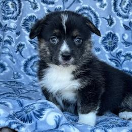 Abby - Black and tan female American Corgi puppy in Washington, Arkansas from Foxy Knoll Farm