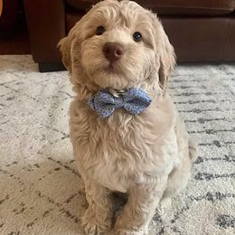 Goldendoodles and Golden Retrievers from Colorado Doodlebugs