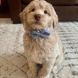 Goldendoodles and Golden Retrievers from Colorado Doodlebugs