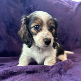 Kensington - Piebald female Dachshund puppy in Memphis, Tennessee from River City Doxies