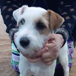 Parson Russell Terriers from Saddles Ridge PRT's