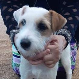 Parson Russell Terriers from Saddles Ridge PRT's