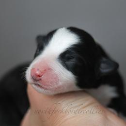Force - Black and white female Border Collie puppy in Kalispell, Montana from North Fork Border Collies