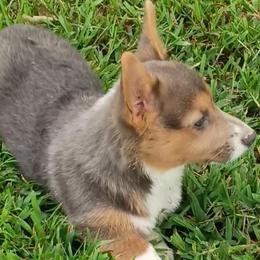 Buckeye Akc registered - Blue male Pembroke Welsh Corgi puppy in Montgomery County, Tennessee from Anita’s little Corgi Haven