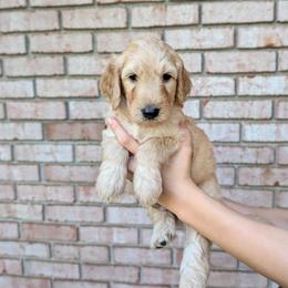 Black - Apricot male Goldendoodle puppy in Prattville, Alabama from Jericho Junction Doodles and Poodles