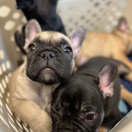 French Bulldog Puppies from Stratton Kennel