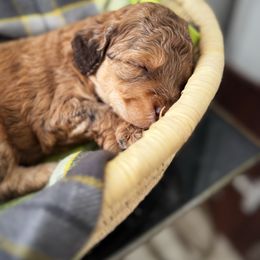 Bernedoodle and Poodle Puppies from Orange Blossom Poodles & Doodles