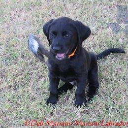 ROWDY - Black male Labrador Retriever puppy in Liberty Hill, Texas from Mariani Labrador Retrievers