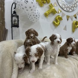 Goldendoodle Puppies from Soni the Doodle