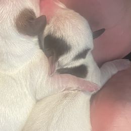 Dachshunds from The Dachshund Ranch