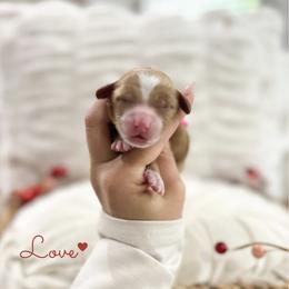 Love - Caramel cream female Australian Labradoodle puppy in Palmdale, California from Doodles_Ko