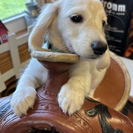 Boy 2 - male Dachshund puppy in Trenton, Kentucky from Promise Land Puppies