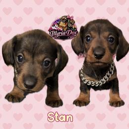 Stan - Wild boar male Dachshund puppy in Livingston, Kentucky from Illyria Dox & GSD