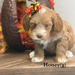 Honey - Gold female Australian Labradoodle puppy in Citrus Heights, California from Elite Blend Labradoodles