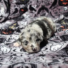 Penelope Peach - Sporty Mix puppy in Menasha, Wisconsin from Kreger's K9s