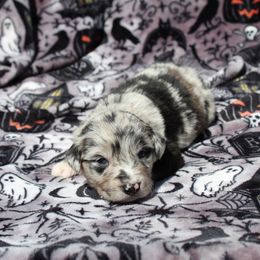 Penelope Peach - Sporty Mix puppy in Menasha, Wisconsin from Kreger's K9s